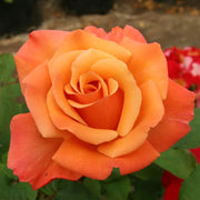 Dark Orange Osiria Rosa spp. Seeds