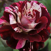 Dark Red & White Rosa spp. Seeds