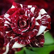 Dark Red & White Rosa spp. Seeds