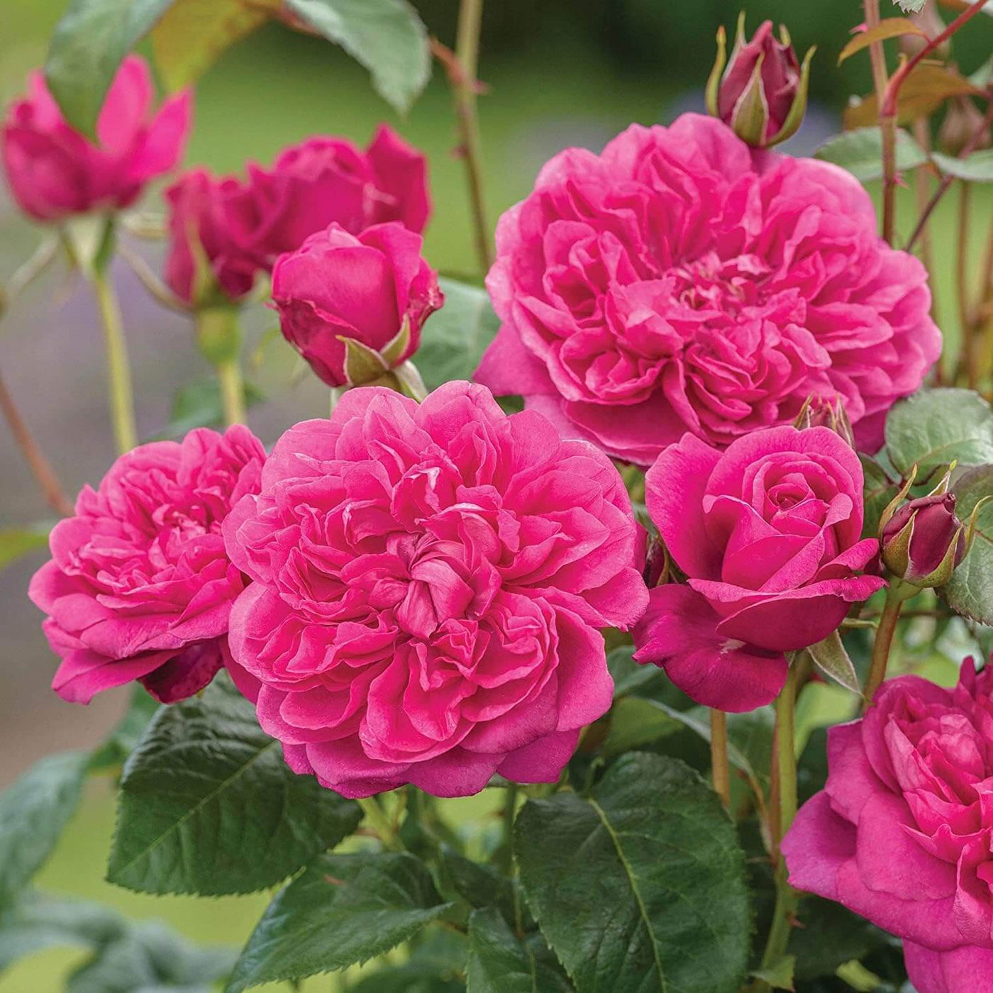 Deep Pink Climbing Rosa spp. Seeds