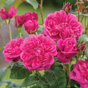 Deep Pink Climbing Rosa spp. Seeds