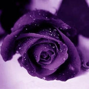 Deep Purple Rosa spp. Seeds