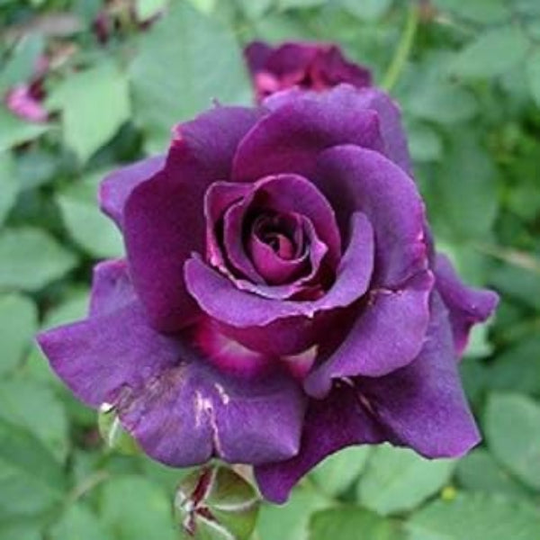 Deep Purple Rosa spp. Seeds