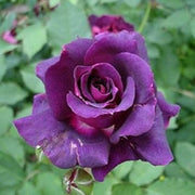 Deep Purple Rosa spp. Seeds