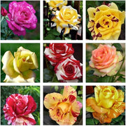 Dragon Rose Mixed Rosa spp. Seeds