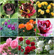 Dragon Rose Mixed Rosa spp. Seeds