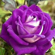 Fresh Ruby & Violet Rosa spp. Seeds