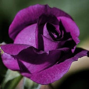 Fresh Ruby & Violet Rosa spp. Seeds