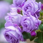 Fresh Violet Rosa spp. Seeds