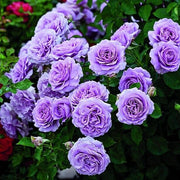 Fresh Violet Rosa spp. Seeds