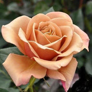 Gold Rose Rosa spp. Seeds