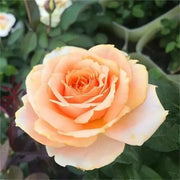 Gold Rose Rosa spp. Seeds