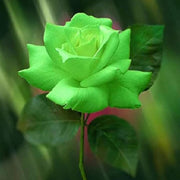 Green Rosa spp. Seeds