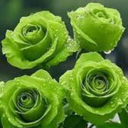 Green Mix Rosa spp. Seeds