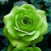 Green Mix Rosa spp. Seeds