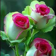 Green & Pink Rosa spp. Seeds