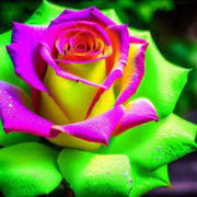 Green & Pink Rosa spp. Seeds