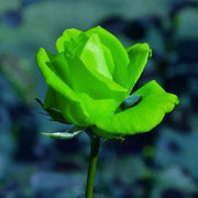 Green Rosa spp. Seeds