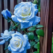 Ice Blue Rosa spp. Seeds