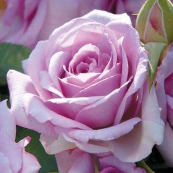 Lavender Rosa spp. Seeds
