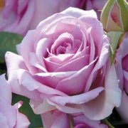 Lavender Rosa spp. Seeds