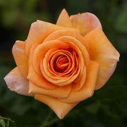 Light Orange Rose Rosa spp. Seeds