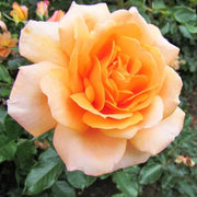 Light Orange Rose Rosa spp. Seeds