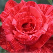 Light Red Rosa spp. Seeds