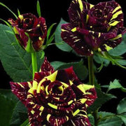 Marron Cream Rose Rosa spp. Seeds