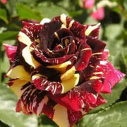 Marron Cream Rose Rosa spp. Seeds