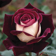 Marron & White Rosa spp. Seeds