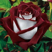 Marron & White Rosa spp. Seeds