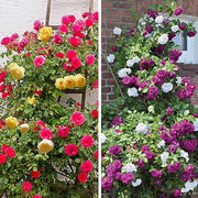 Mixed Climbing Rosa spp. Seeds