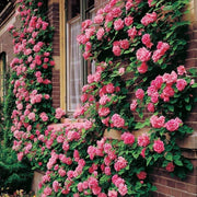 Mixed Climbing Rosa spp. Seeds