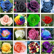 Mixed Rose Colors Rosa spp. Seeds