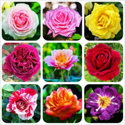 Mixed Rose Colors Rosa spp. Seeds