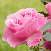Light Pink Rosa spp. Seeds