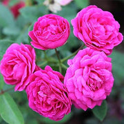 Light Pink Rosa spp. Seeds