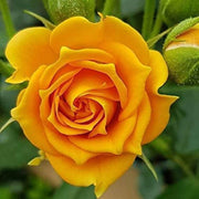 Mustard Yellow Rosa spp. Seeds