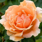 Orange Joey Hybrid Tea Rosa spp. Seeds