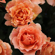 Orange Joey Hybrid Tea Rosa spp. Seeds