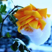 Orange Snow Rosa spp. Seeds
