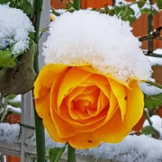 Orange Snow Rosa spp. Seeds