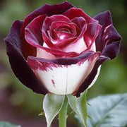 Osiria Ruby Deep Red & White Rosa spp. Seeds