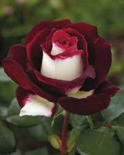 Osiria Ruby Deep Red & White Rosa spp. Seeds