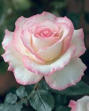 Pale Pink Osiria Rosa spp. Seeds