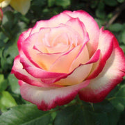 Pale Pink Osiria Rosa spp. Seeds