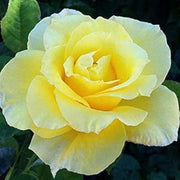 Pale Yellow Rosa spp. Seeds
