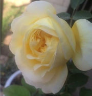 Pale Yellow Rosa spp. Seeds