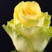 Pale Yellow Rosa spp. Seeds